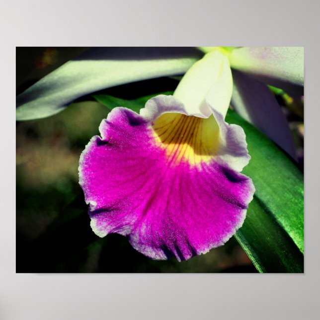 Purple Orchid Flower Center Close Up Poster (Front)