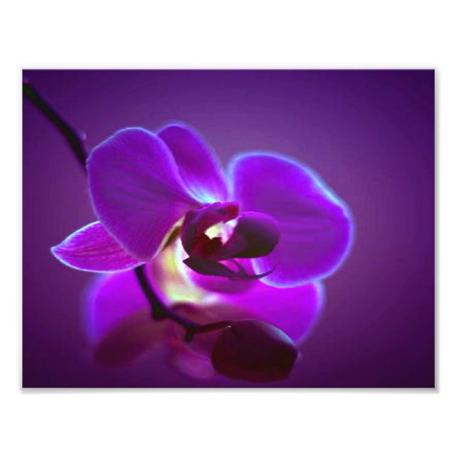Purple Orchid Photo Print (Front)