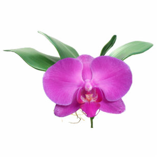 Purple Orchid Pin Statuette