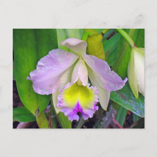 Purple Orchid Postcard (Front)