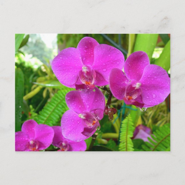 Purple Orchid Postcard (Front)