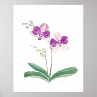 purple orchid watercolor  poster