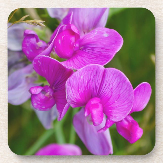 Purple Orchids Beverage Coaster (Front)