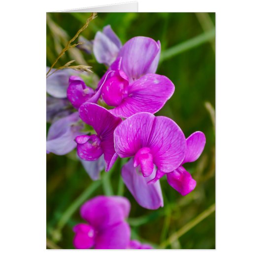 Purple Orchids Cards (Front)