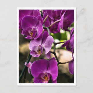 purple orchids postcard