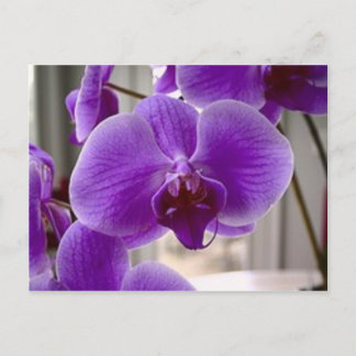 Purple Orchids Postcard
