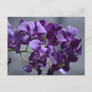 Purple Orchids Postcard