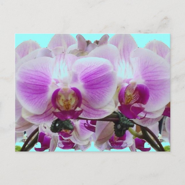 Purple orchids postcard (Front)