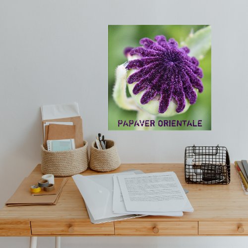 Purple Oriental Poppy Seed Head Floral Acrylic Print