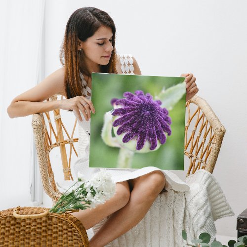 Purple Oriental Poppy Seed Head Floral Canvas Print