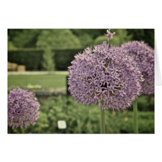 Purple Ornamental Onion Cards