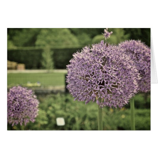 Purple Ornamental Onion Cards (Front Horizontal)