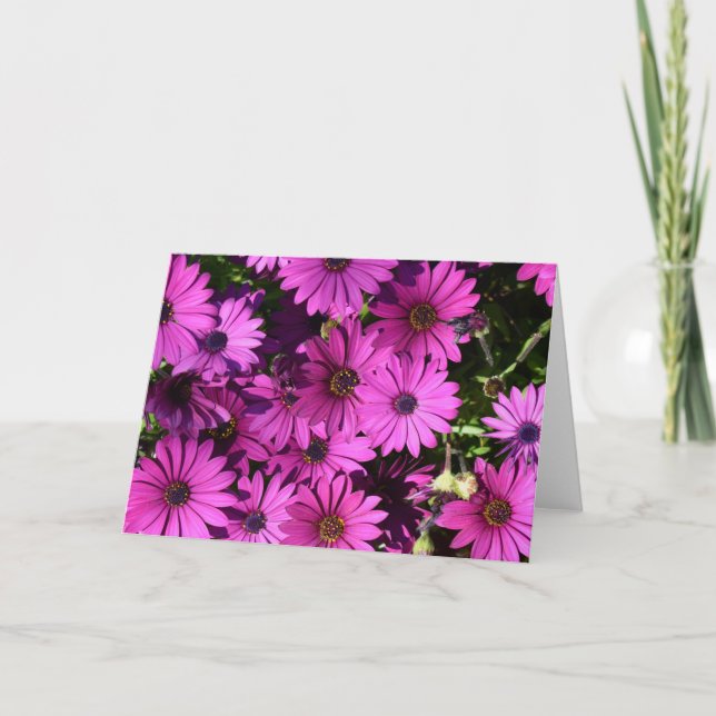 Purple Osteospermum Flowers Card (Front)