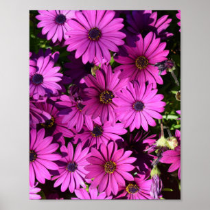 Purple Osteospermum Flowers Poster