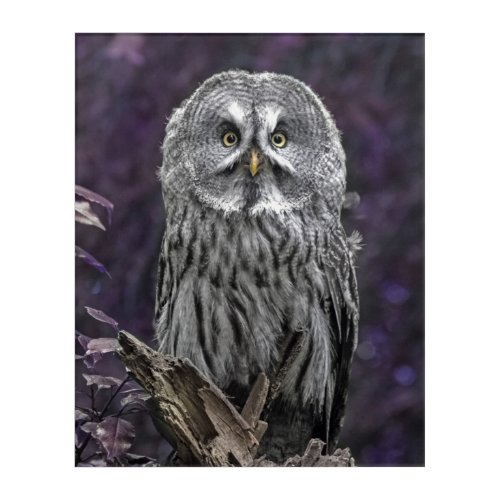 Purple Owl picture Acrylic Print