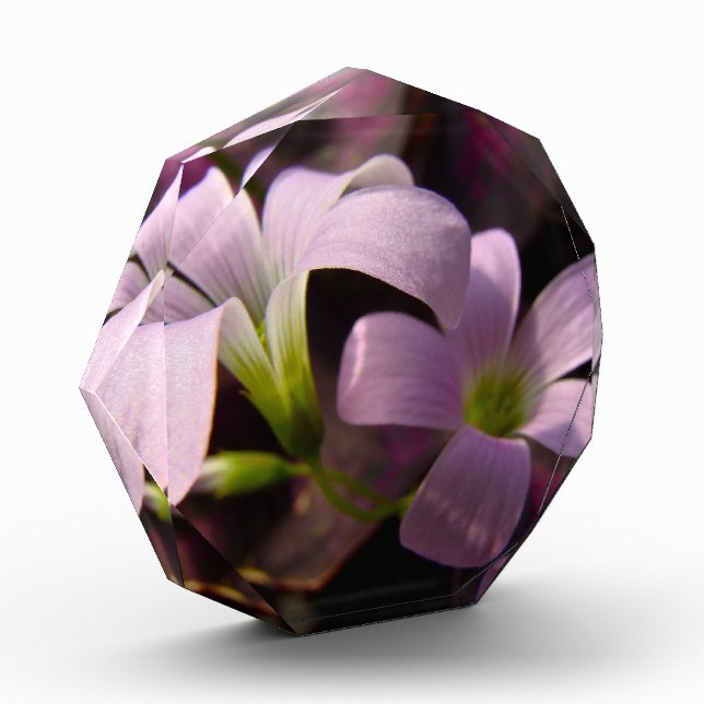 Purple Oxalis Blossoms Acrylic Award (Left)