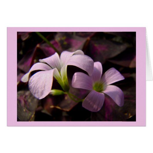 Purple Oxalis Blossoms Cards (Front Horizontal)