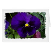 Purple Pansie (Front Horizontal)