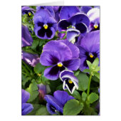 purple pansies (Front)