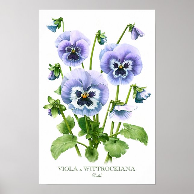 Purple Pansies Botanical Art Print (Front)