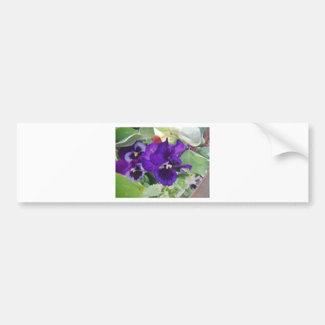 Purple Pansies Bumper Sticker (Front)