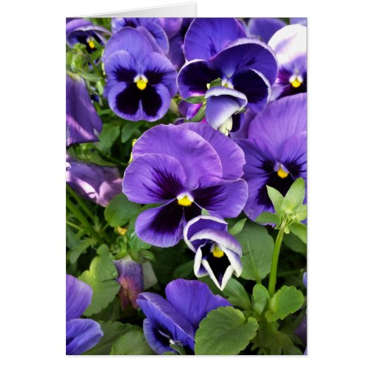 purple pansies cards (Front)