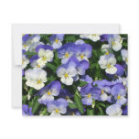 Purple Pansies Garden Floral