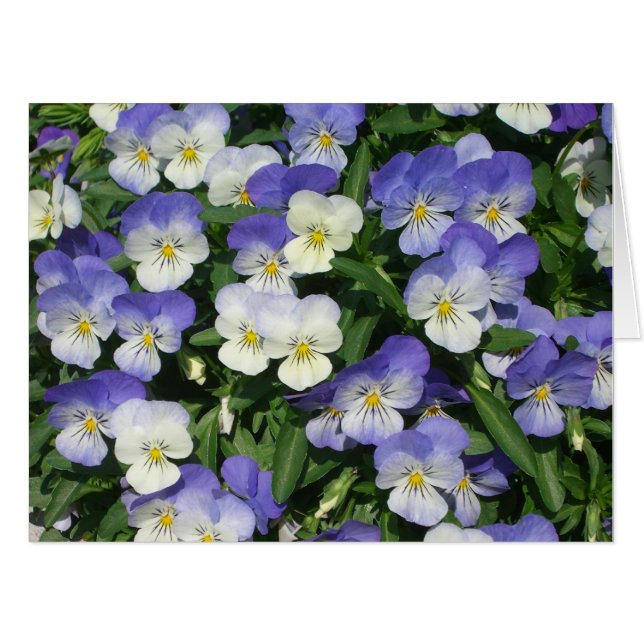 Purple Pansies Garden Floral Card (Front Horizontal)