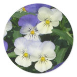 Purple Pansies Garden Floral Classic Round Sticker