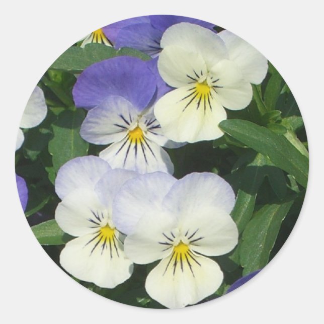 Purple Pansies Garden Floral Classic Round Sticker (Front)