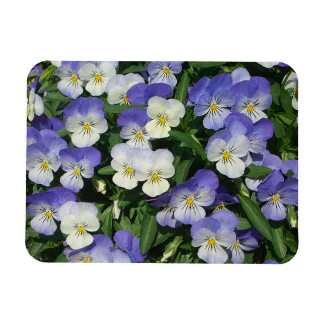Purple Pansies Garden Floral Magnet (Horizontal)