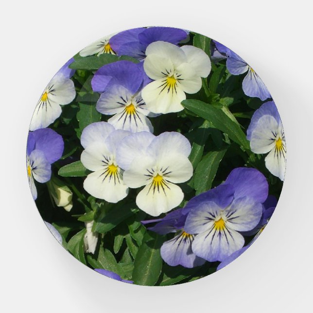 Purple Pansies Garden Floral Paperweight (Front)