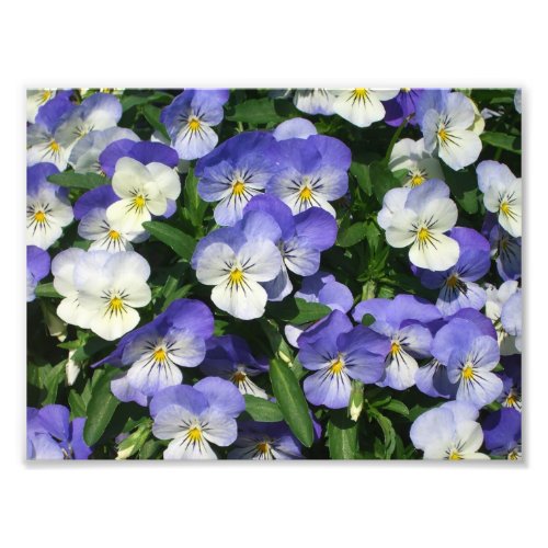Purple Pansies Garden Floral Photo Print