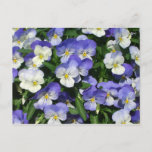 Purple Pansies Garden Floral Postcard
