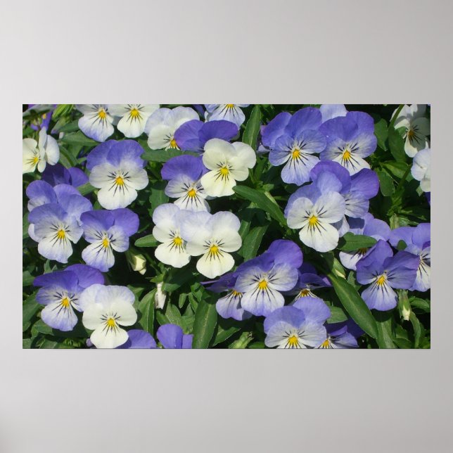 Purple Pansies Garden Floral Poster (Front)