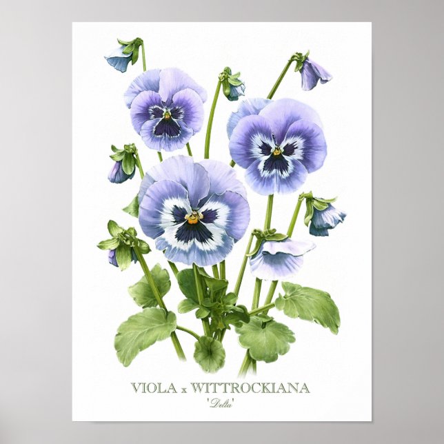 Purple Pansies  Original Art Print (Front)