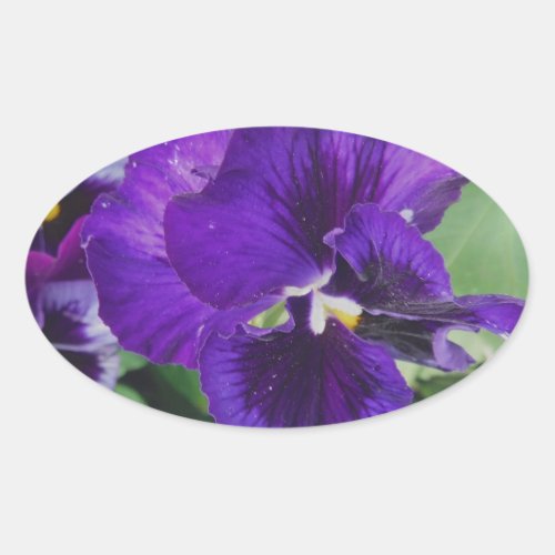 Purple Pansies Oval Sticker
