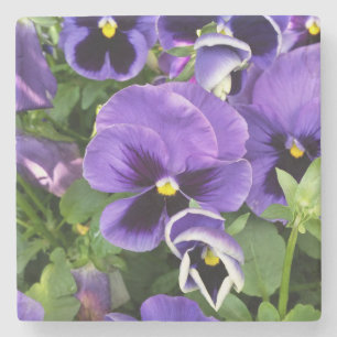 purple pansies stone coaster
