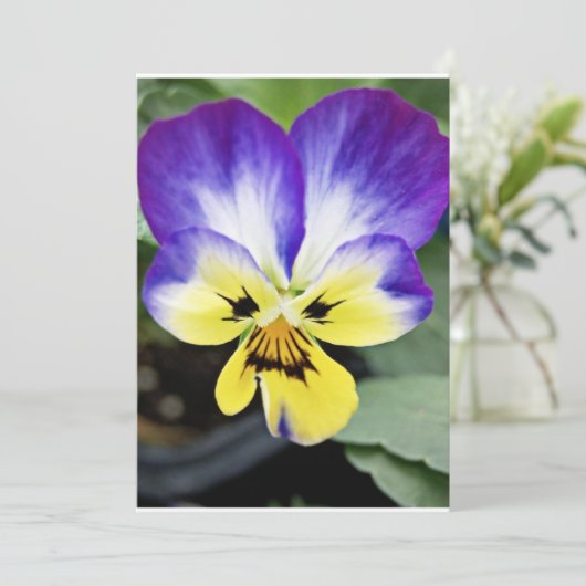 Purple Pansy (Standing Front)