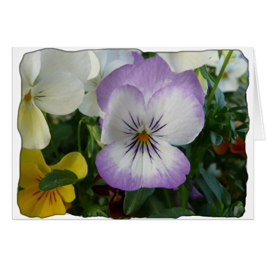 purple pansy cards (Front Horizontal)