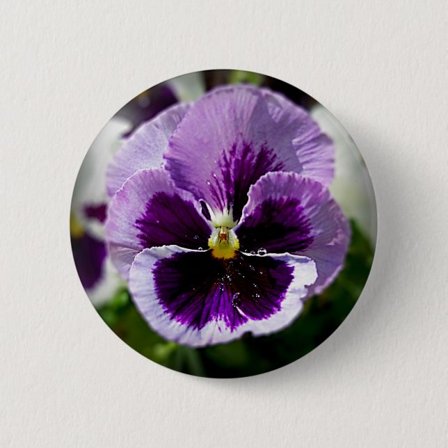 Purple Pansy Close Up Button (Front)