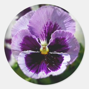 Purple Pansy Close Up Classic Round Sticker