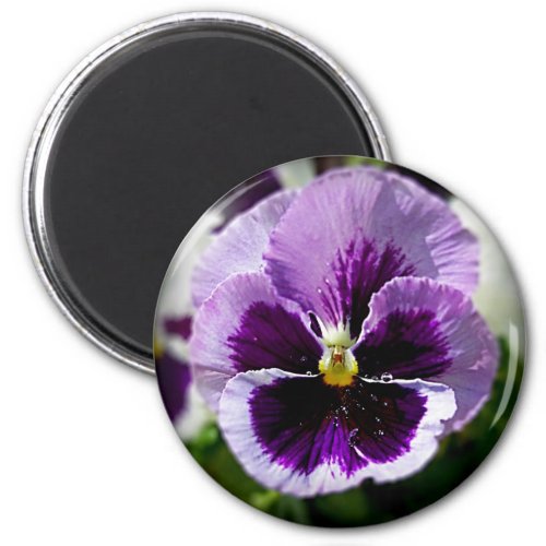 Purple Pansy Close Up Magnet