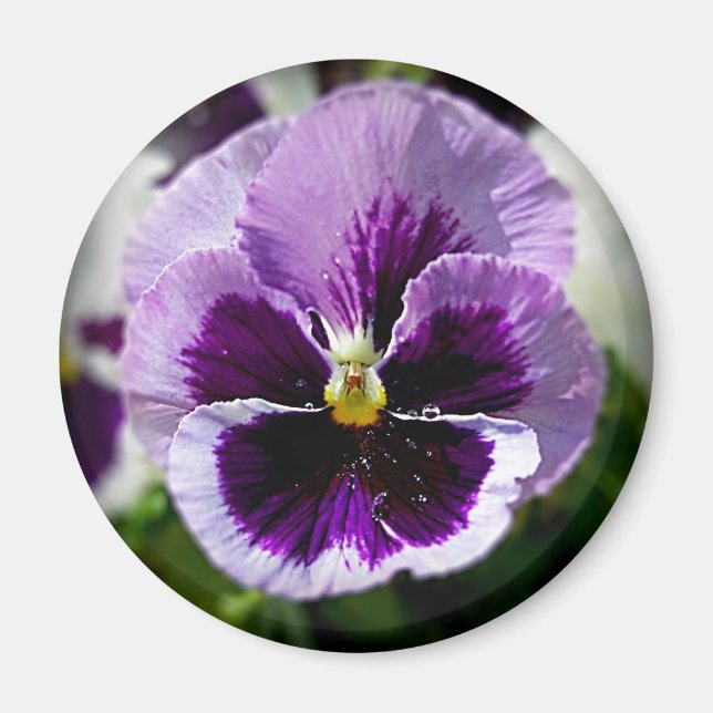 Purple Pansy Close Up Magnet (Front)