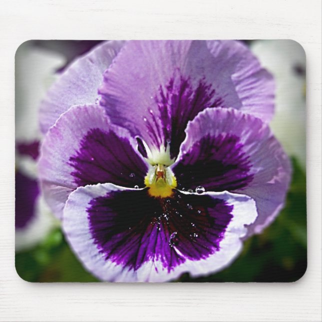 Purple Pansy Close Up Mouse Pad (Front)