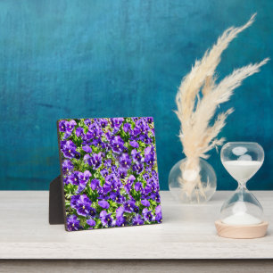 Purple Pansy Field, Plaque