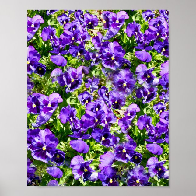 Purple Pansy Field,  Poster (Front)