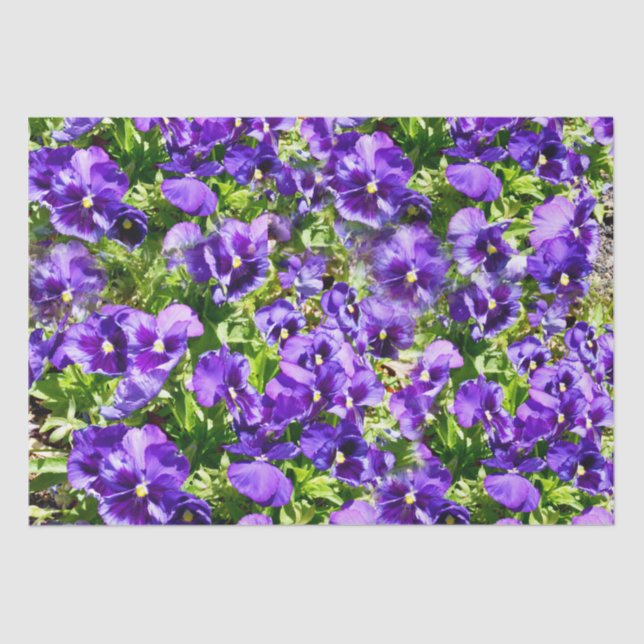 Purple Pansy Field, Tissue Paper (Front)