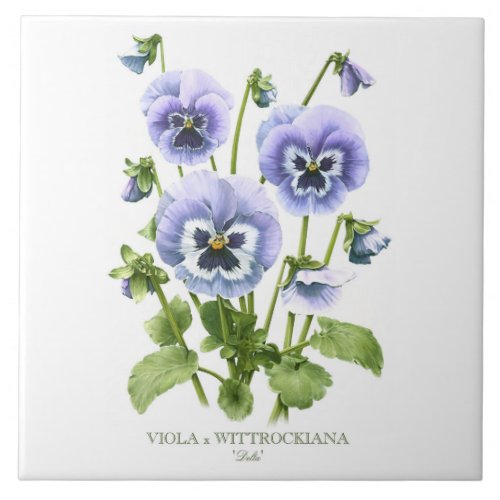 Purple Pansy Floral Botanical Style Art Ceramic Tile
