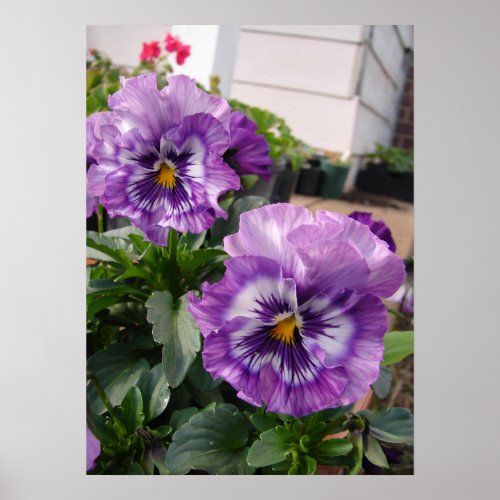Purple Pansy Floral Flowers Photograph Poster